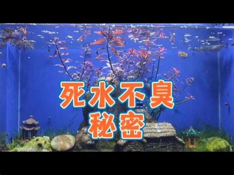 死水養魚|【死水養魚】死水小魚池也能防蚊，最棒的5種防蚊魚種推薦